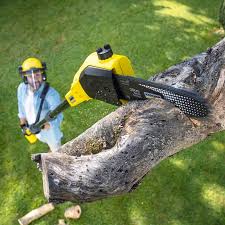 Tree and Shrub Care in Elizabeth City, NC