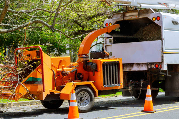 How Our Tree Care Process Works  in  Elizabeth City, NC